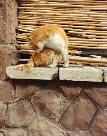 Two orange and white cats are sitting on a stone ledge in front of a bamboo wall. One cat is grooming the other, creating a sense of comfort and routine. The background consists of natural stones and bamboo panels, giving a rustic ambiance.