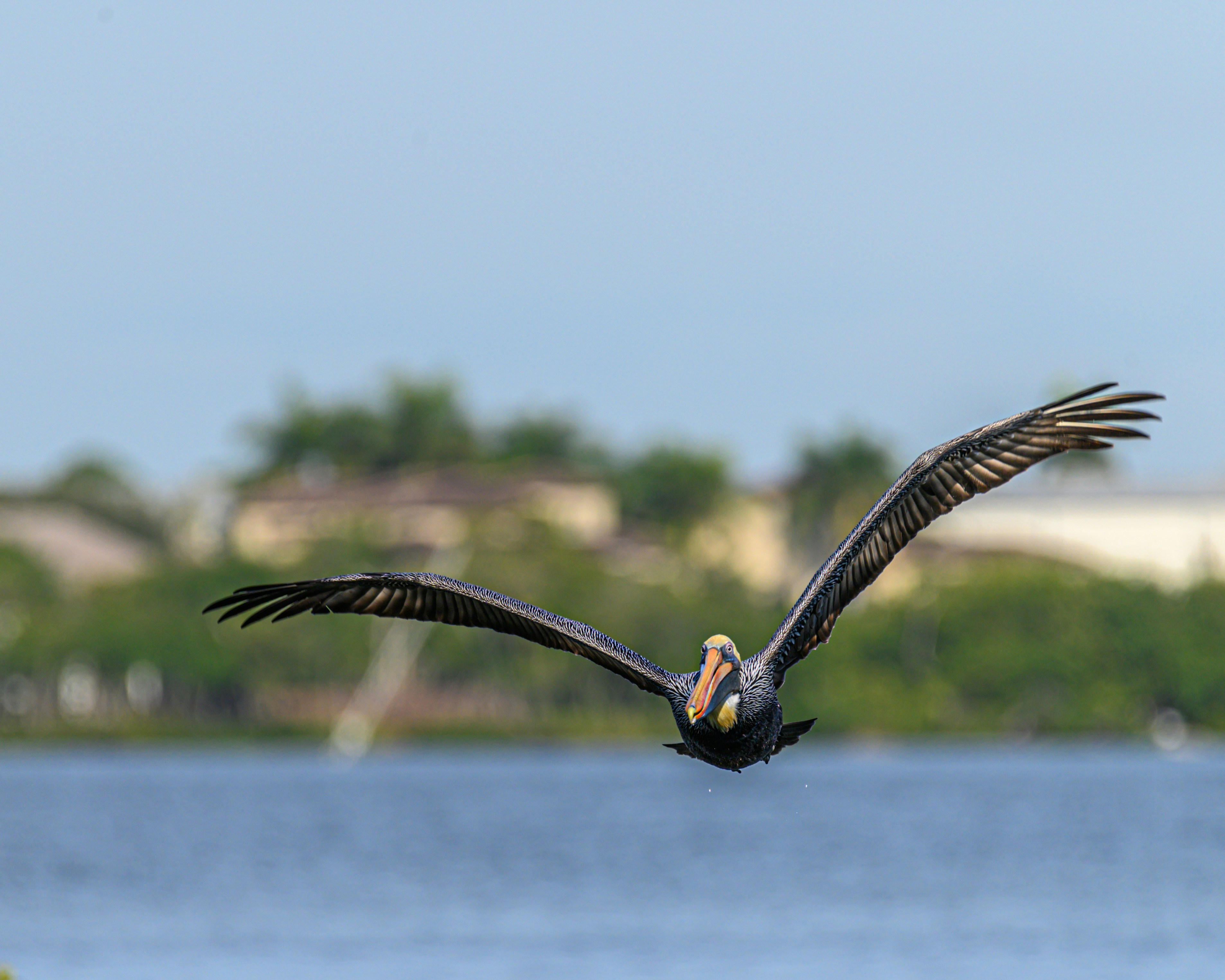 a large bird flying over a body of water