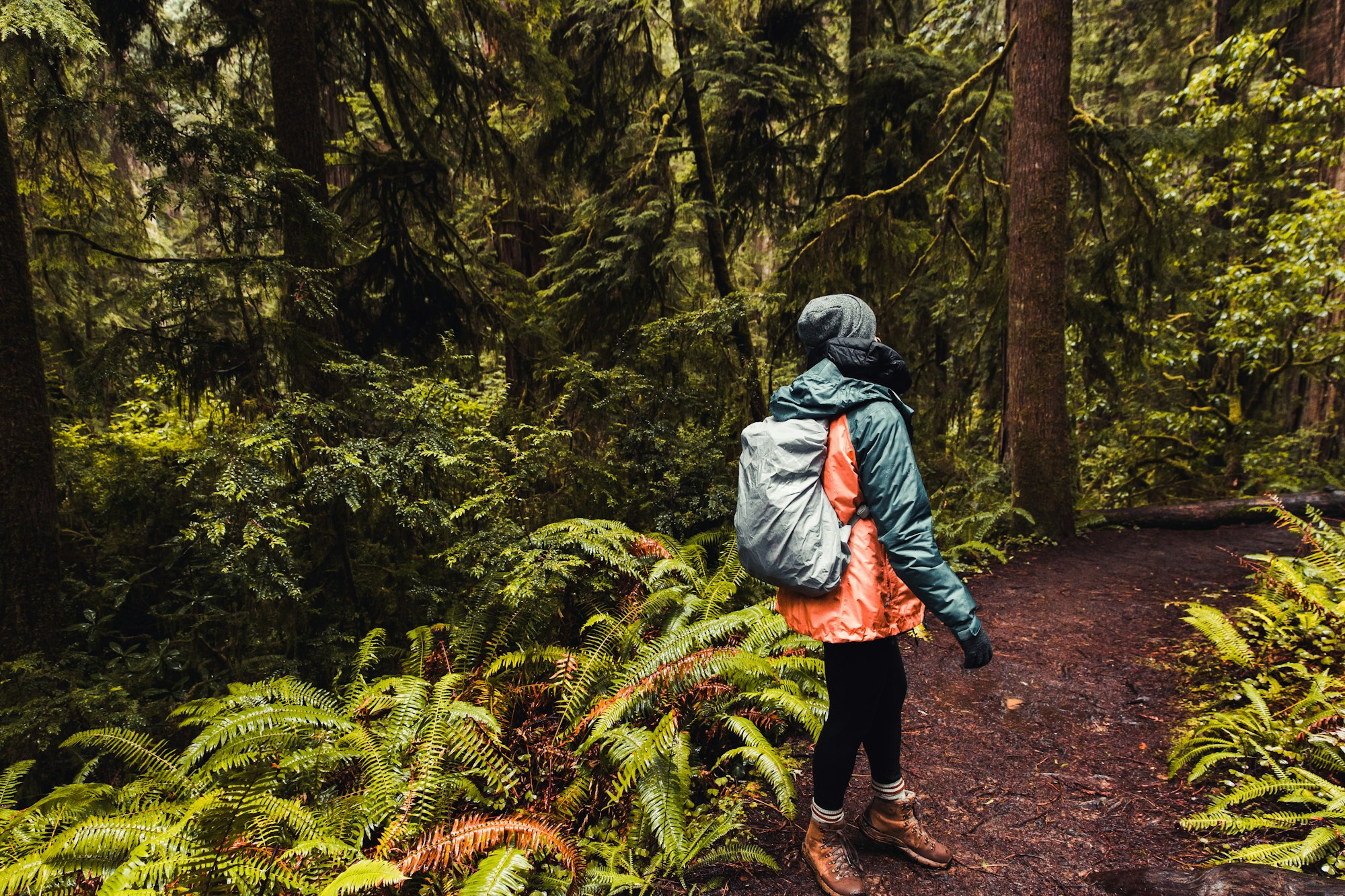 Hiking trail going deeper into the forest on a cold damp morning.