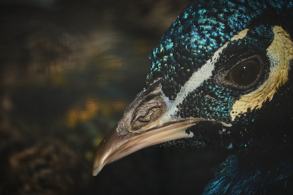 a close up of a peacock's head with a blurry background