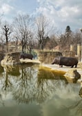 Two hippopotamuses are seen in a naturalistic zoo enclosure, featuring a large, reflective pond. Bare trees surround the area, casting intricate reflections on the water surface. The sky is partly cloudy, creating a serene atmosphere. The enclosure is bordered by rock formations and appears to mimic the animals' natural habitat.