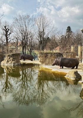Two hippopotamuses are seen in a naturalistic zoo enclosure, featuring a large, reflective pond. Bare trees surround the area, casting intricate reflections on the water surface. The sky is partly cloudy, creating a serene atmosphere. The enclosure is bordered by rock formations and appears to mimic the animals' natural habitat.