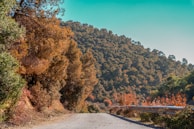 A scenic view from the Tesla dashboard overlooking a winding road through a lush forest.