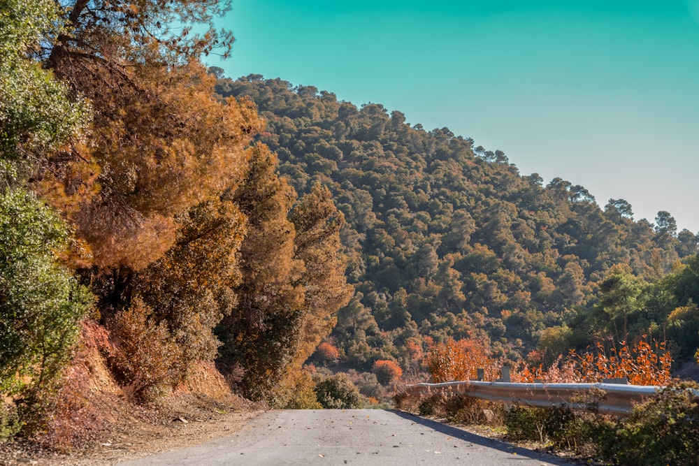 a road surrounded by trees with a mountain in the background