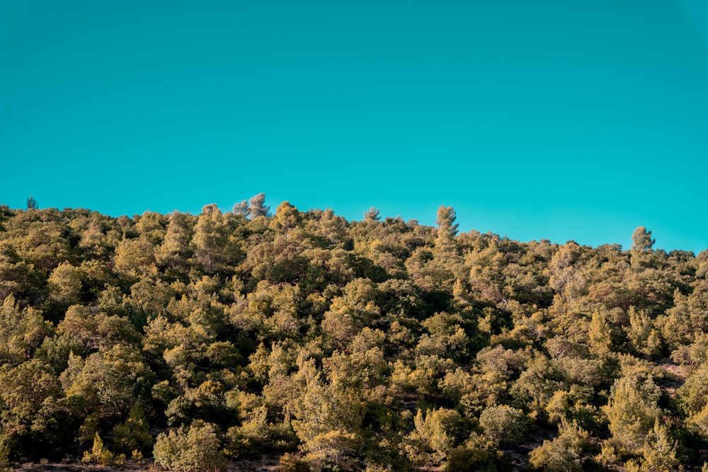 a hill covered in lots of trees under a blue sky