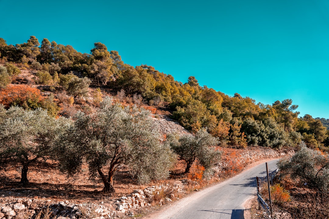 an empty road surrounded by trees on a hillside,