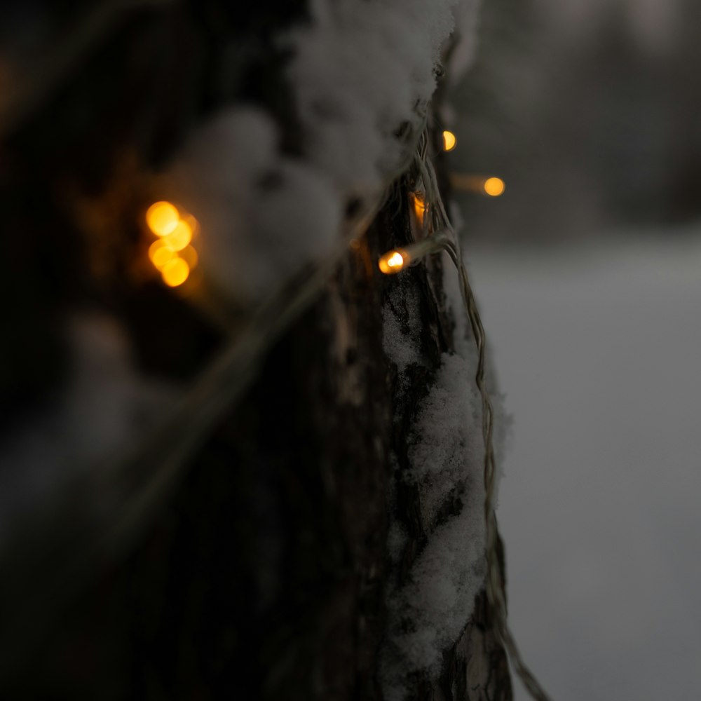 un albero che ha alcune luci su di esso