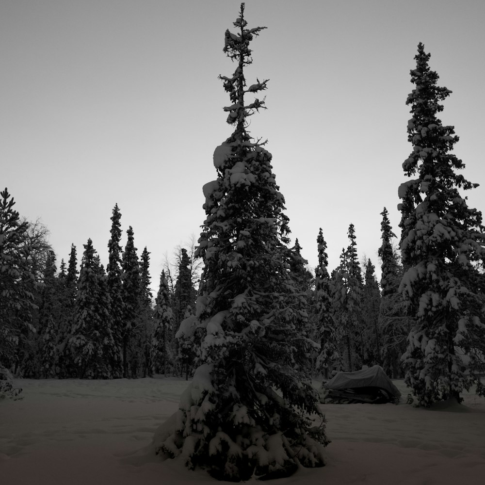 Una foto en blanco y negro de árboles cubiertos de nieve