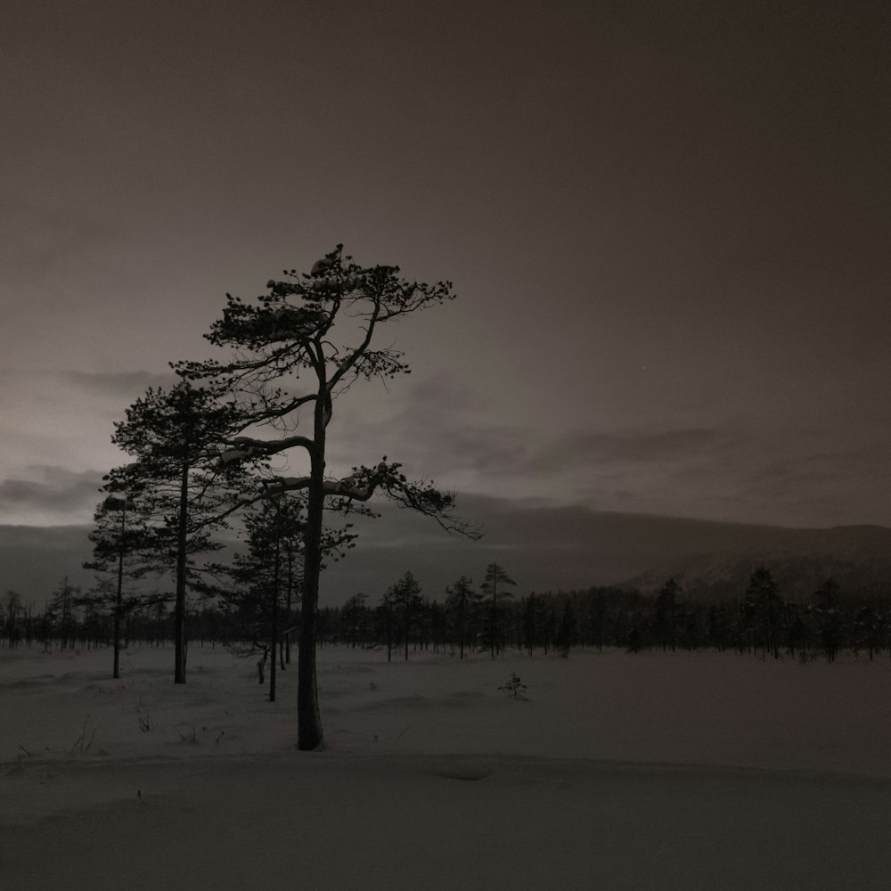 a black and white photo of a tree in the snow