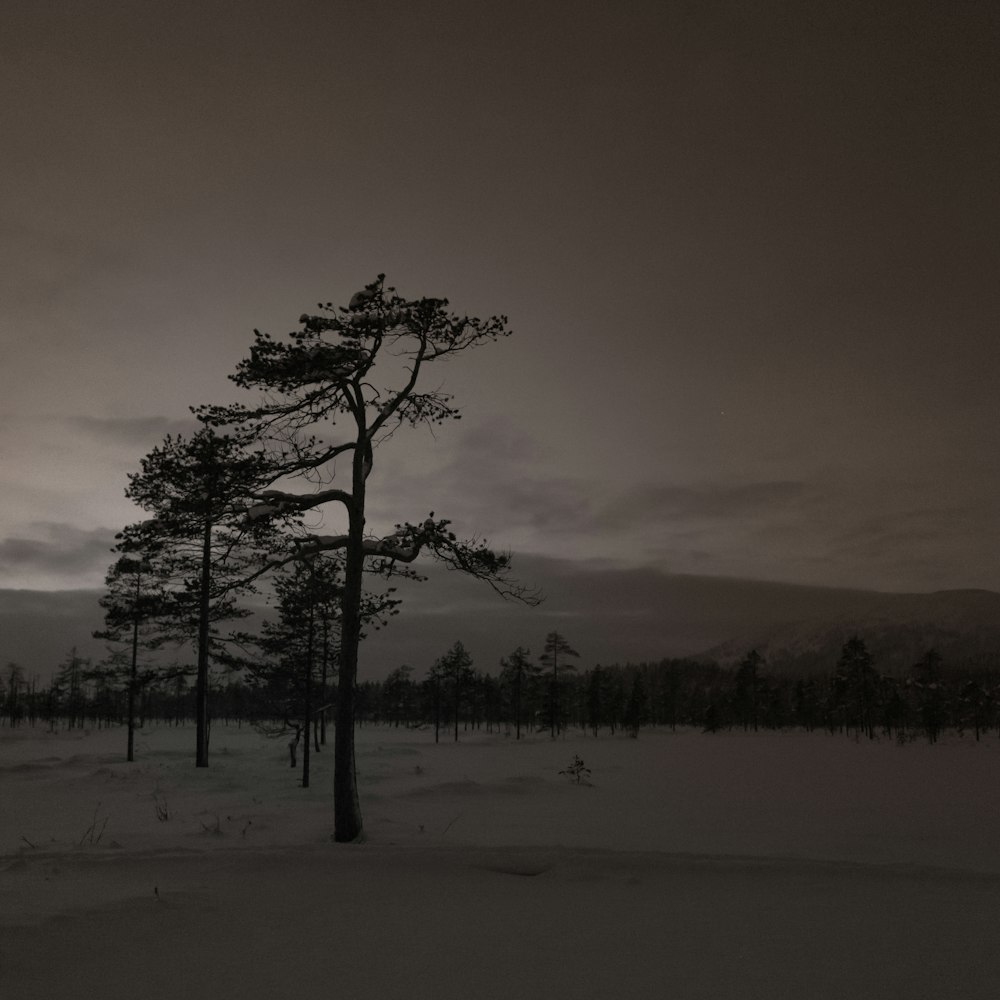 Una foto in bianco e nero di un albero nella neve