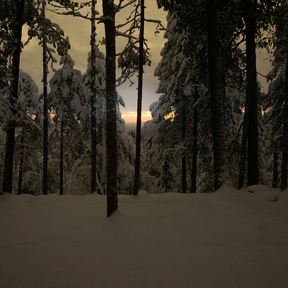 a snow covered forest filled with lots of trees