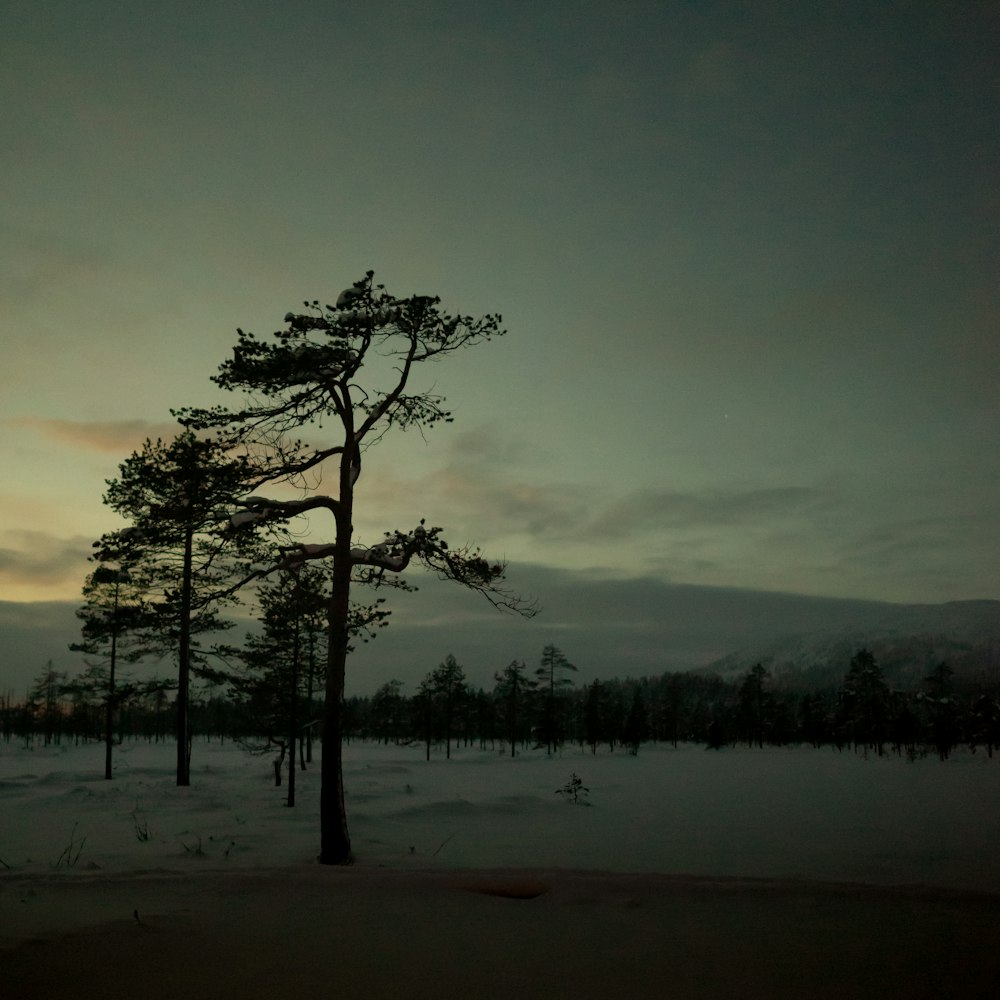 a lone tree in the middle of a snowy field