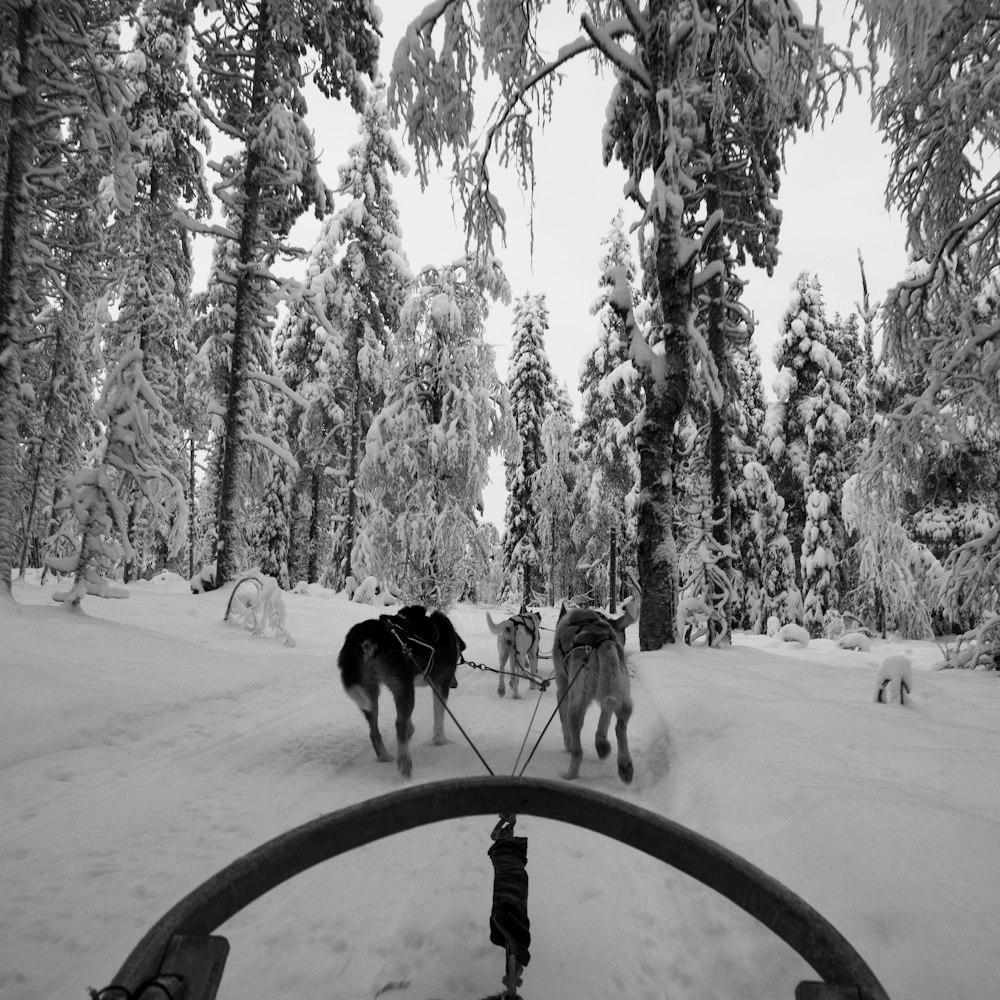 two dogs pulling a sled through the snow