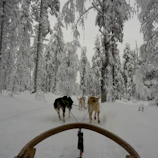Snow-covered trails with dog sled teams racing through quiet forests.