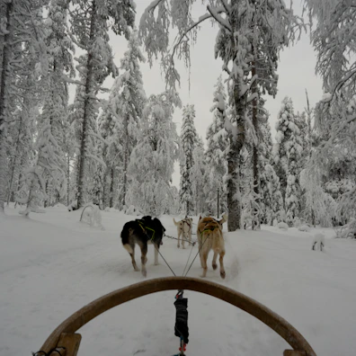 Snow-covered trails with dog sled teams racing through quiet forests.