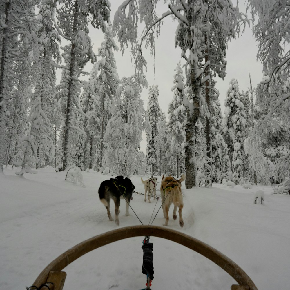 two dogs pulling a sled through a snowy forest
