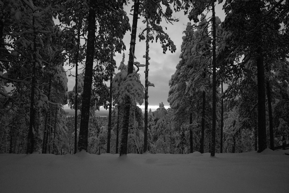 uma foto em preto e branco de árvores cobertas de neve