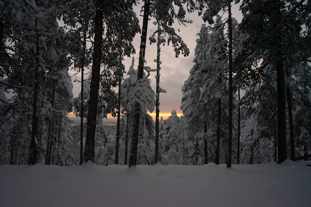 a forest filled with lots of snow covered trees