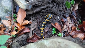 Close-up of a California tiger salamander resting on moist soil under a leafy canopy