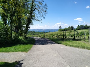 A scenic landscape featuring a narrow paved path flanked by lush green grass and trees on one side, with grapevines stretching across gently rolling hills on the other. In the background, a body of water glimmers under a clear blue sky with scattered white clouds.