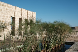 A stone wall with narrow vertical openings stands next to a pond filled with tall green papyrus plants. The landscape in the background is sandy and arid, under a clear blue sky.