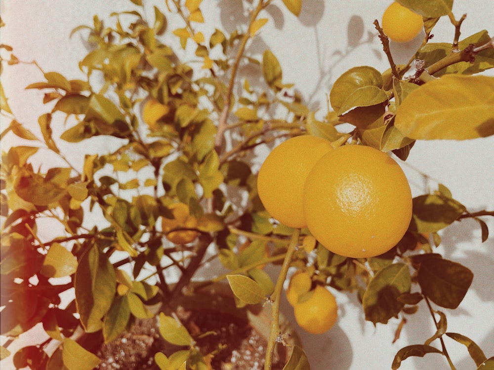 an orange tree with oranges hanging from it's branches