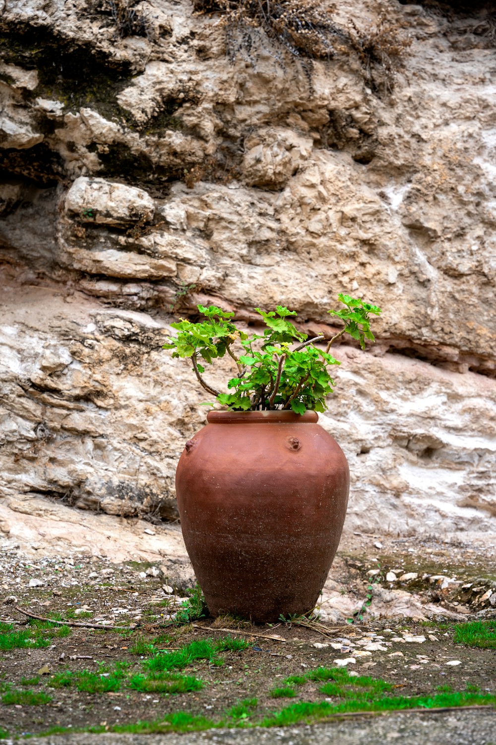 a potted plant sitting on the ground in front of a stone wall