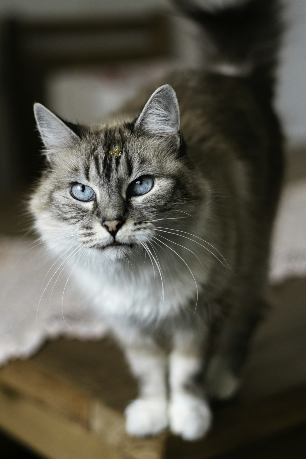 a cat with blue eyes standing on a table