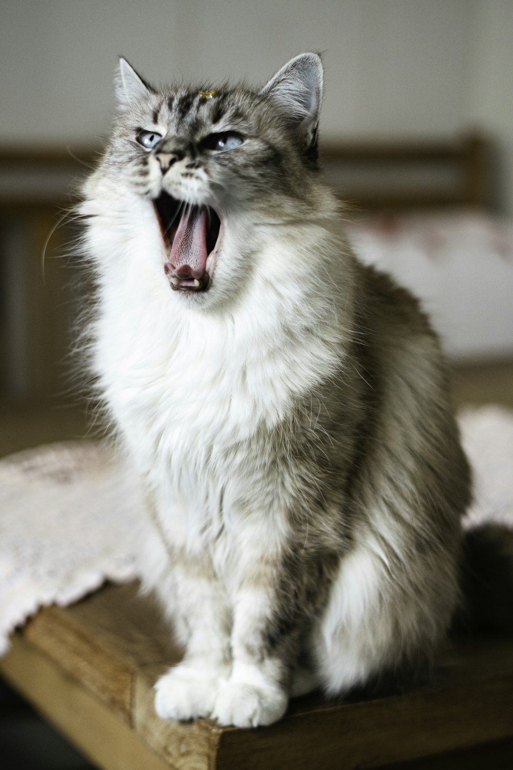 a cat yawns while sitting on a bed