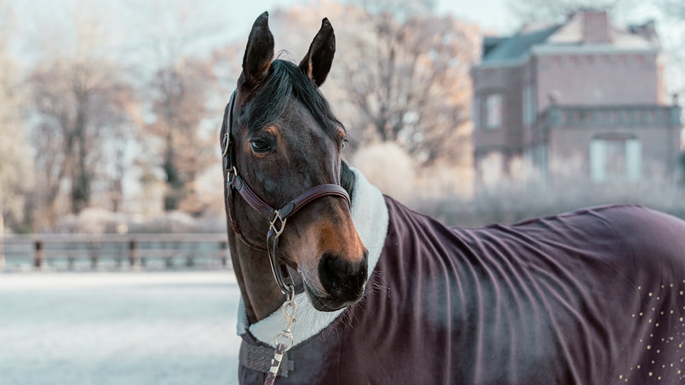 a brown horse wearing a black and white blanket