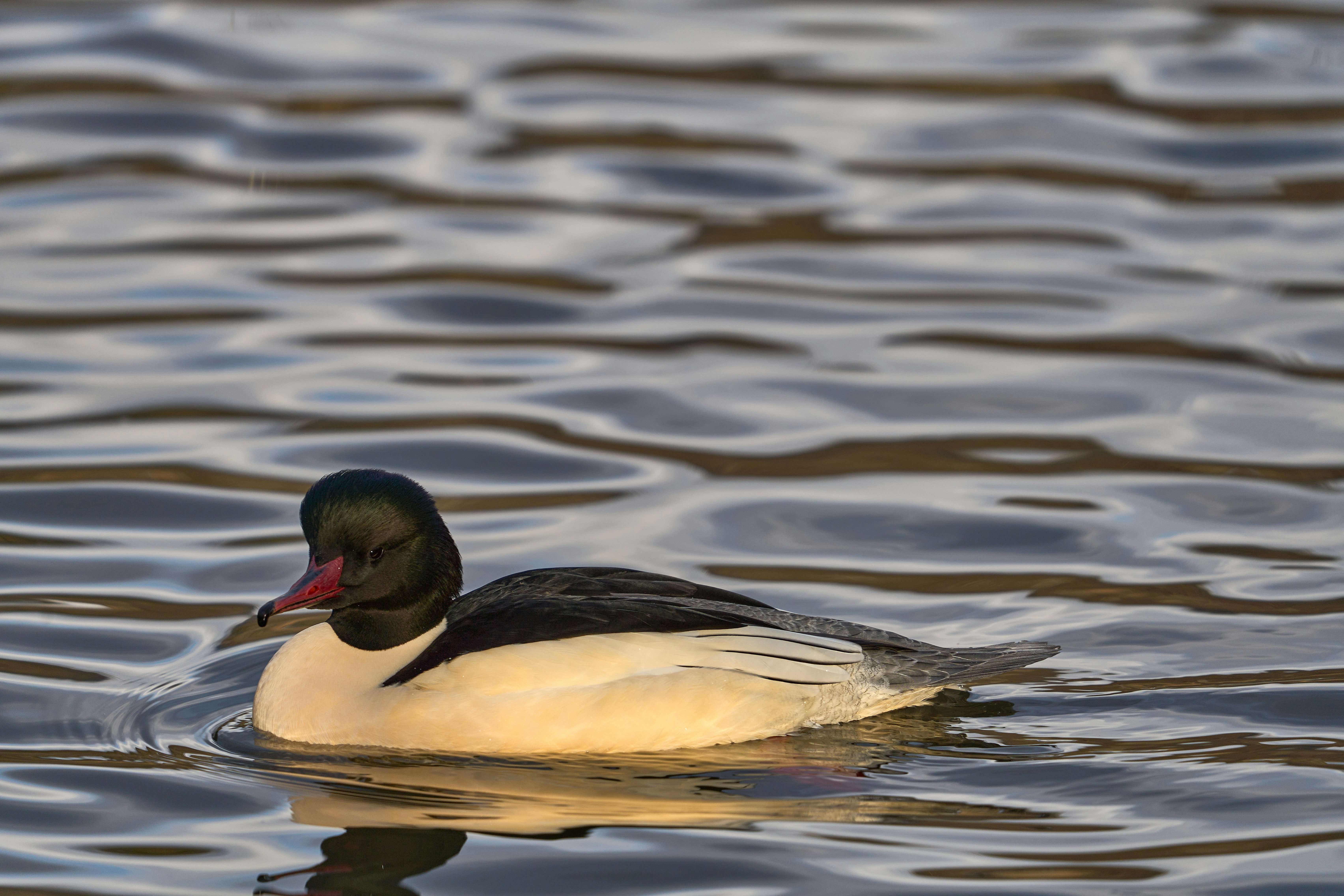 Photo by wolfgang_hasselmann