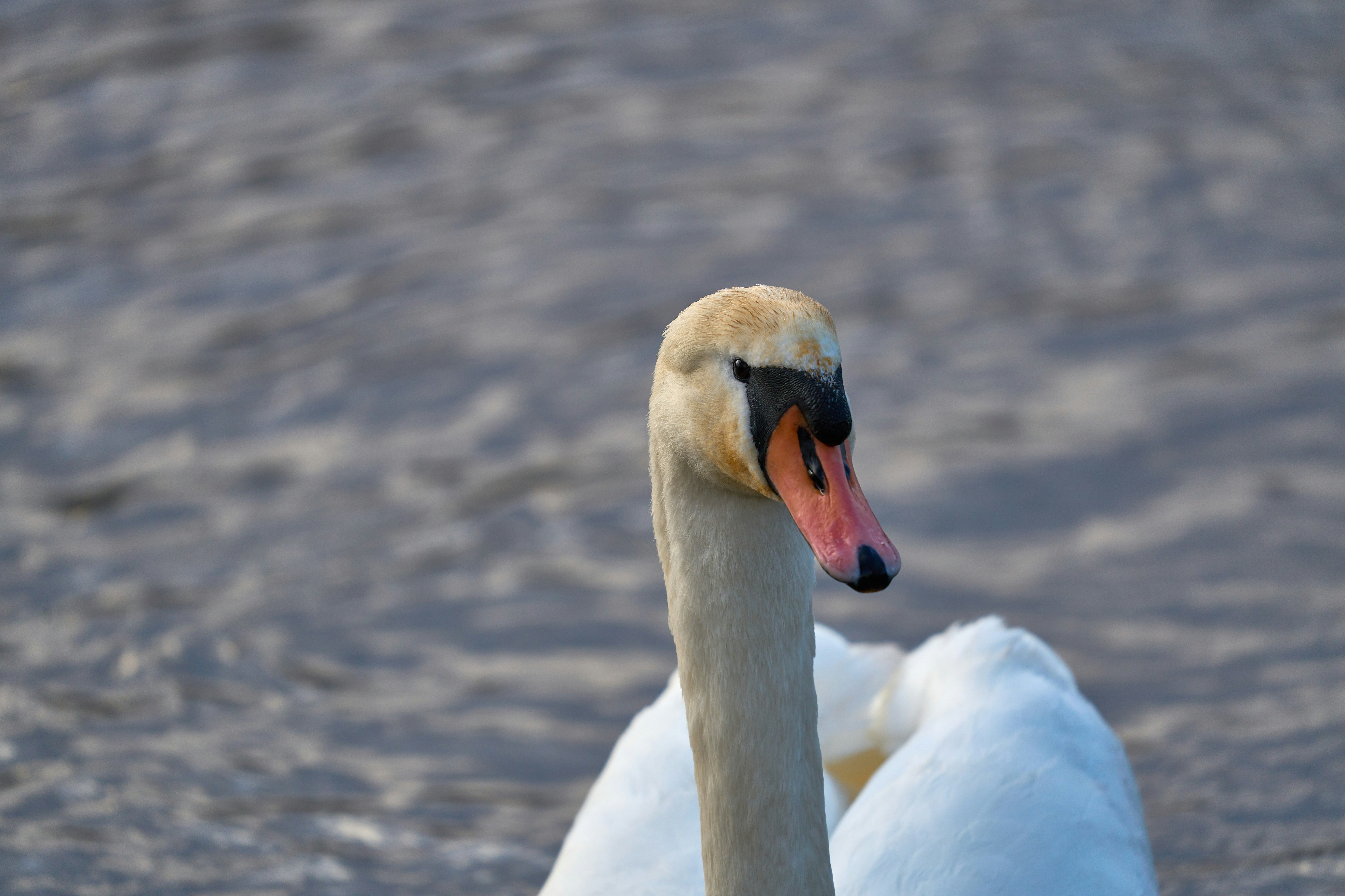 Photo by wolfgang_hasselmann