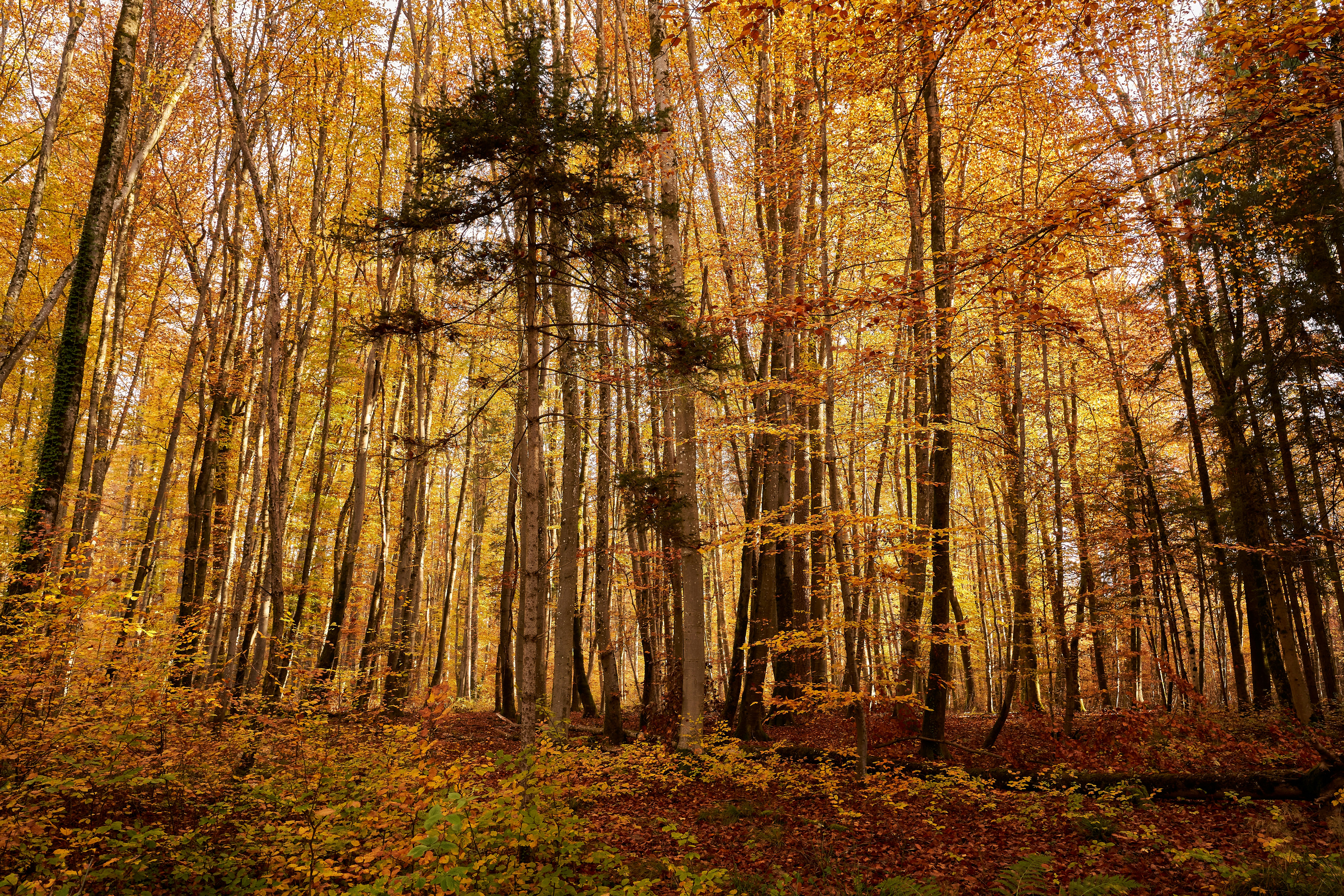 Photo by wolfgang_hasselmann