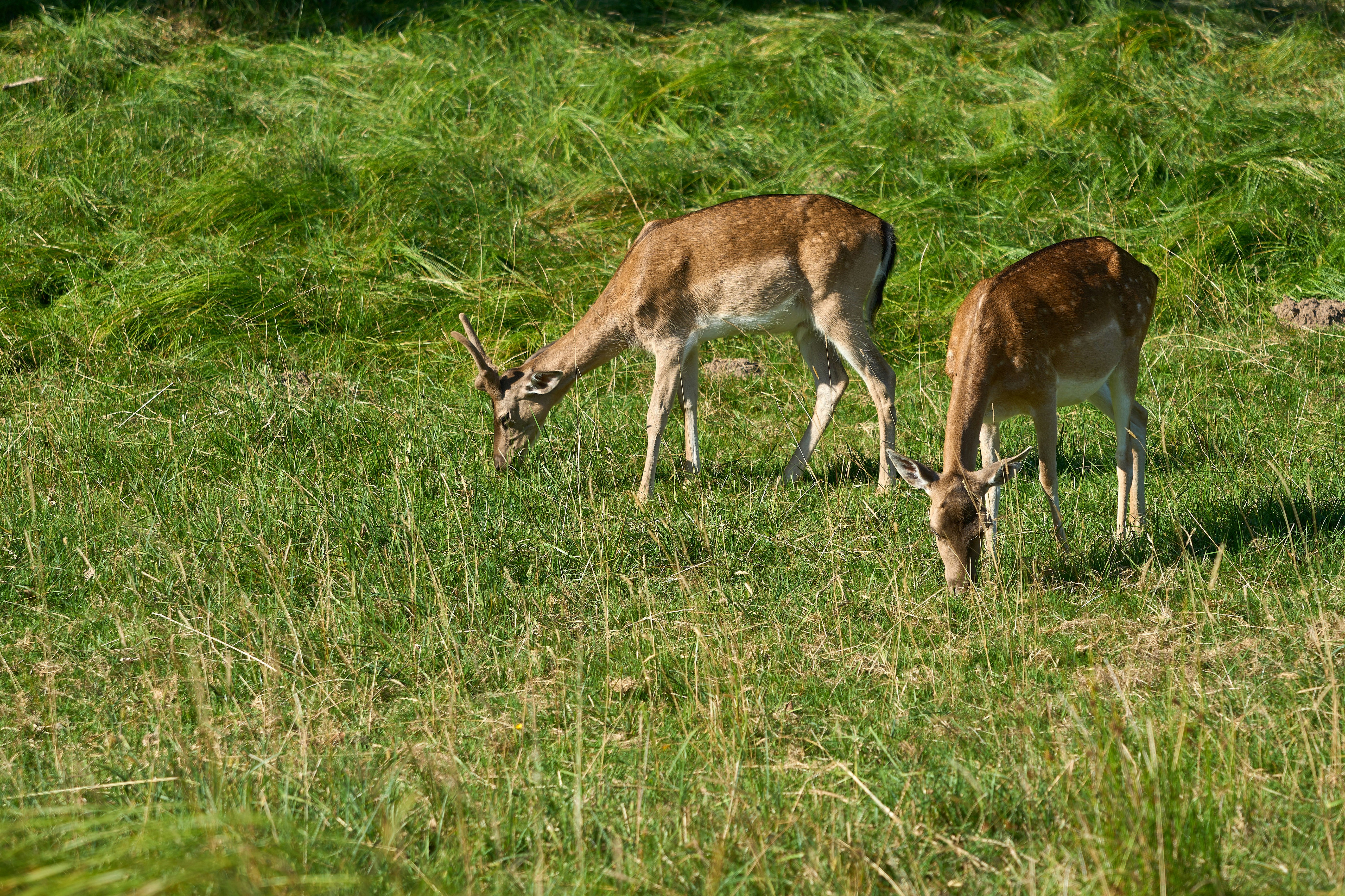 Photo by wolfgang_hasselmann