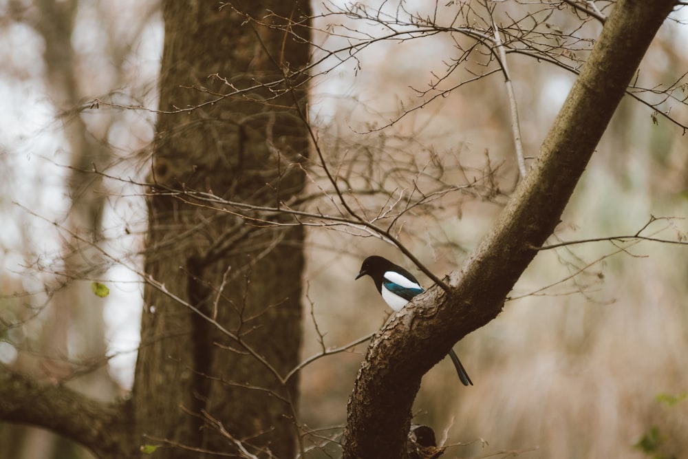 a small bird perched on a tree branch