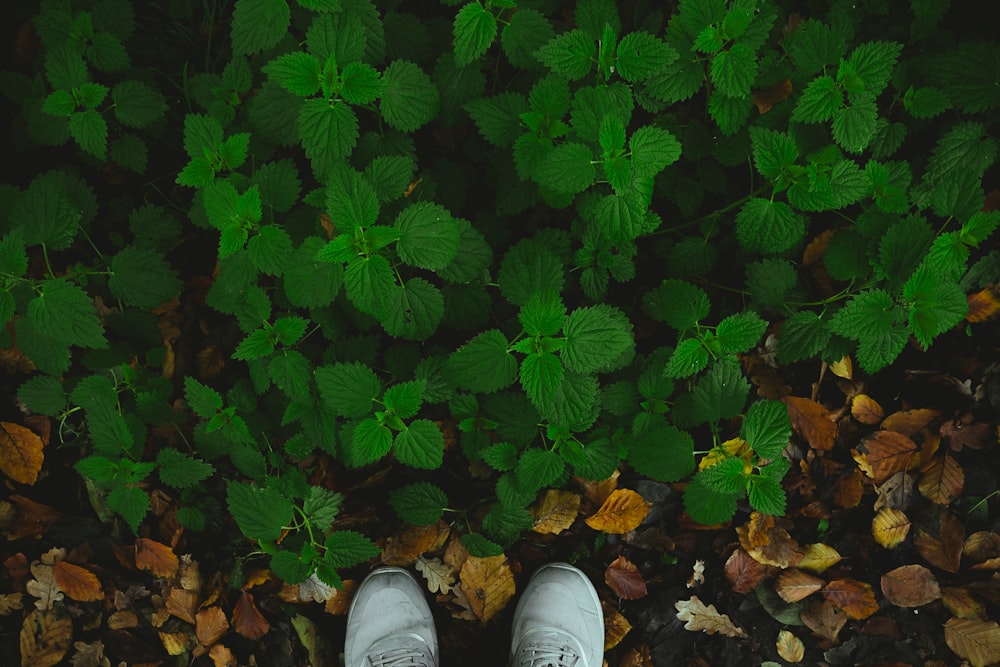 a person standing in the leaves of a plant