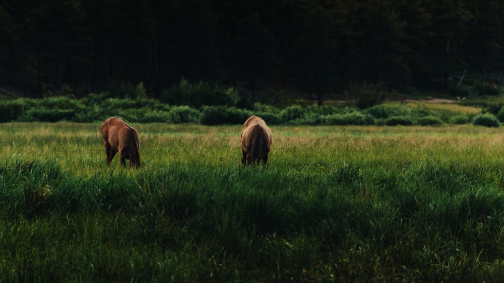 two horses grazing in a field of tall grass