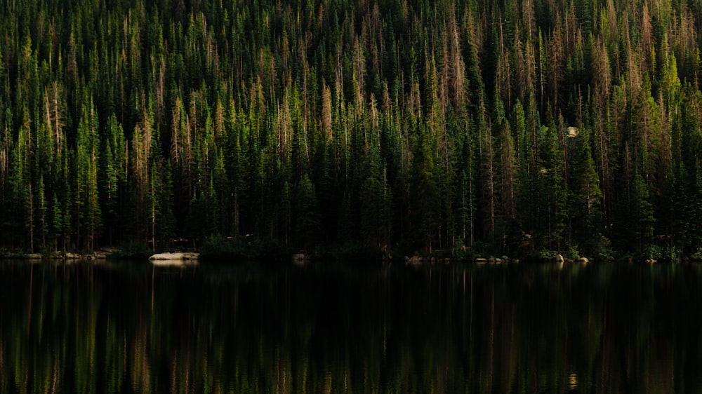 a lake surrounded by a forest filled with lots of trees