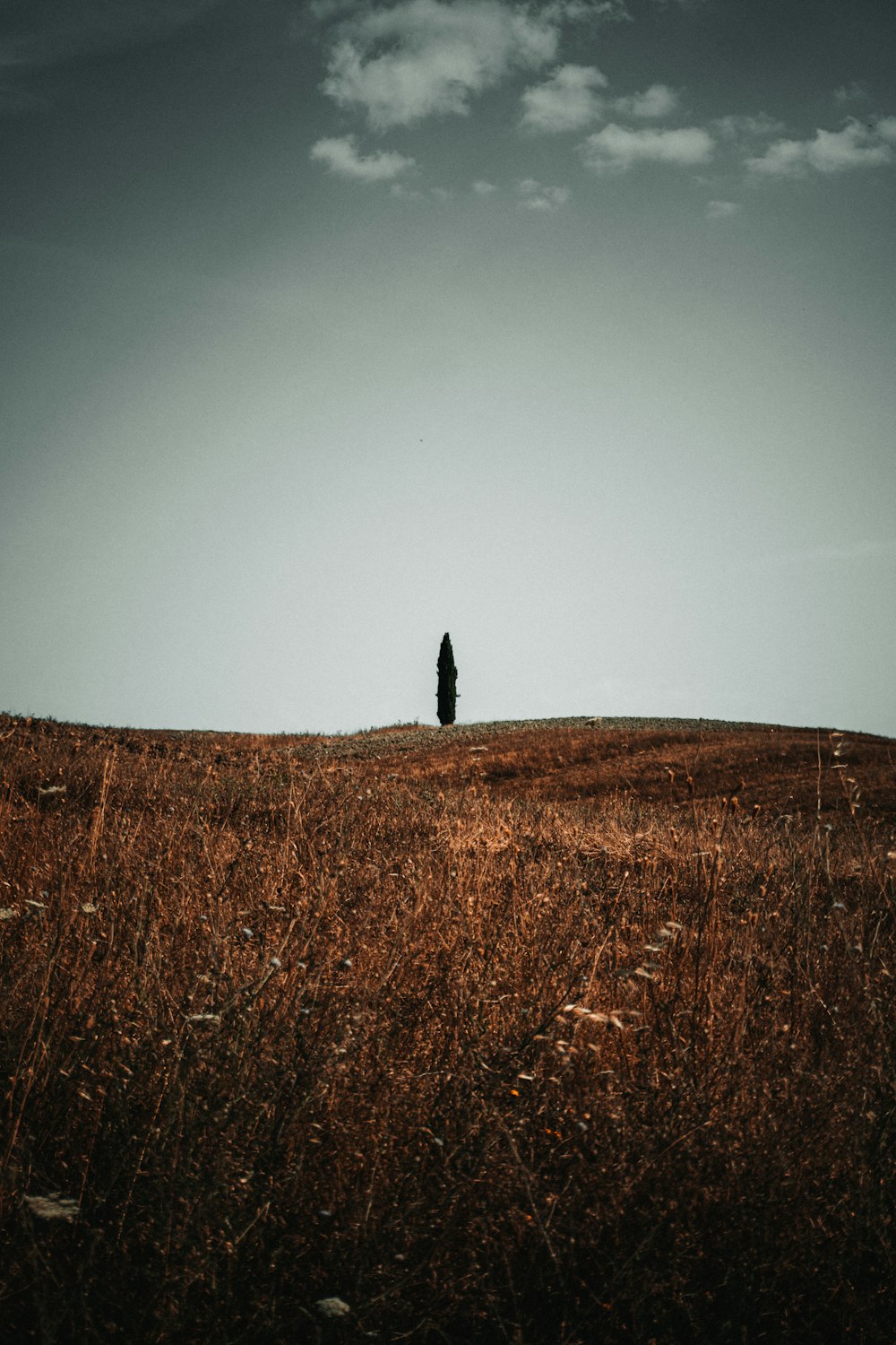 背の高い草原に立つ孤独な人