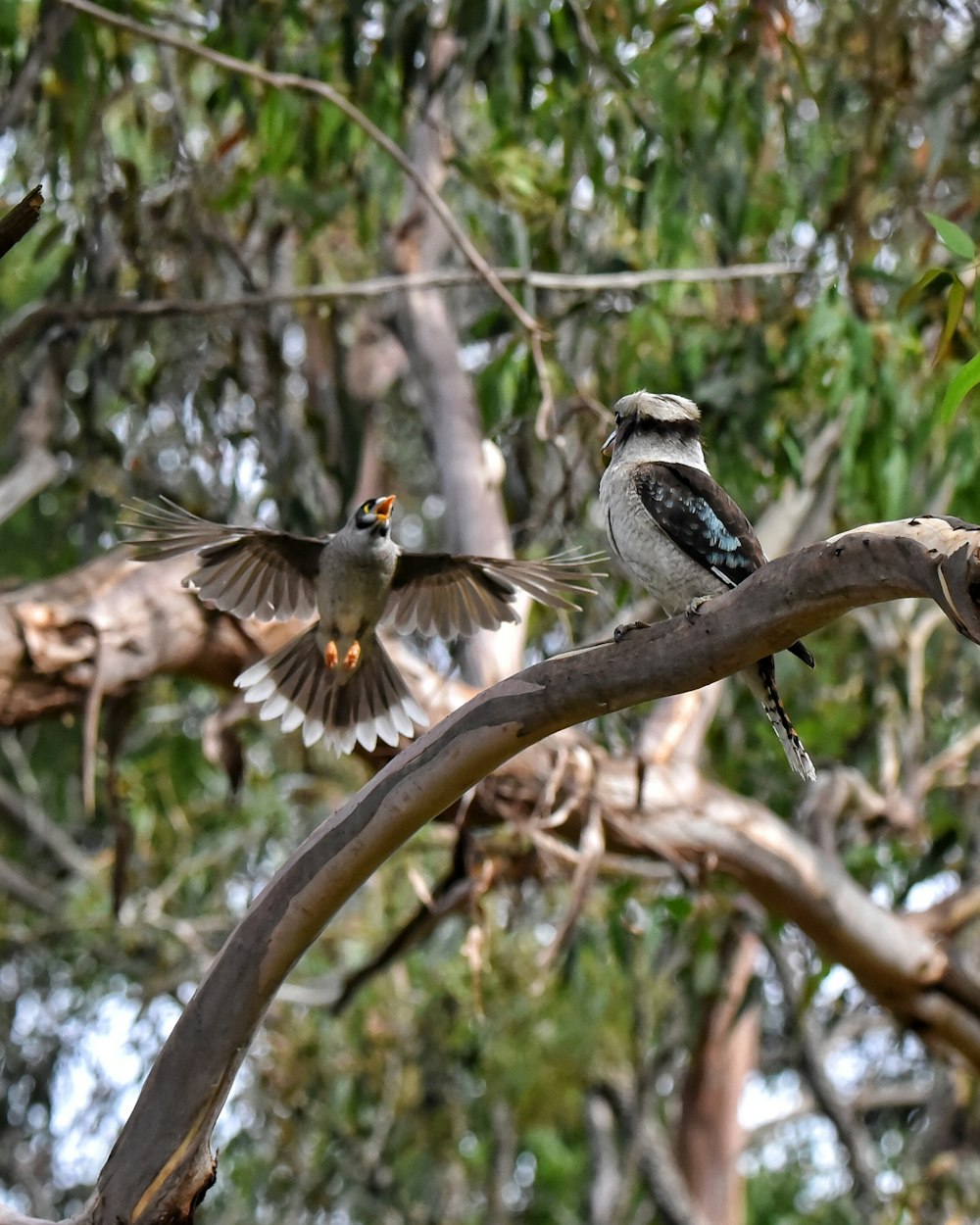 a couple of birds that are sitting on a tree branch