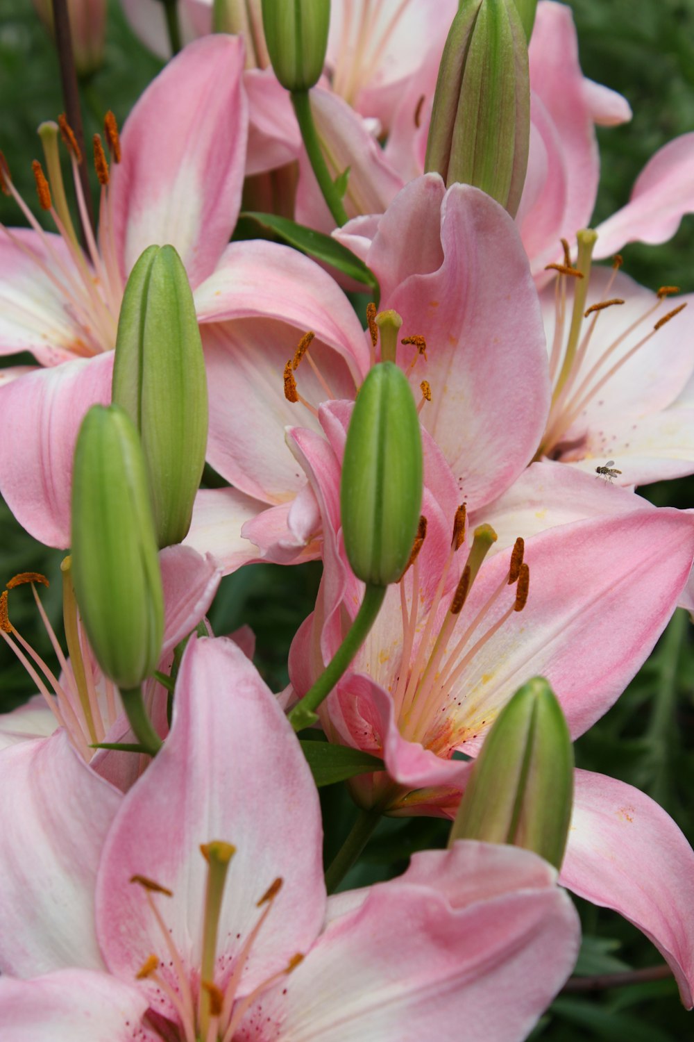 a bunch of pink flowers with green stems