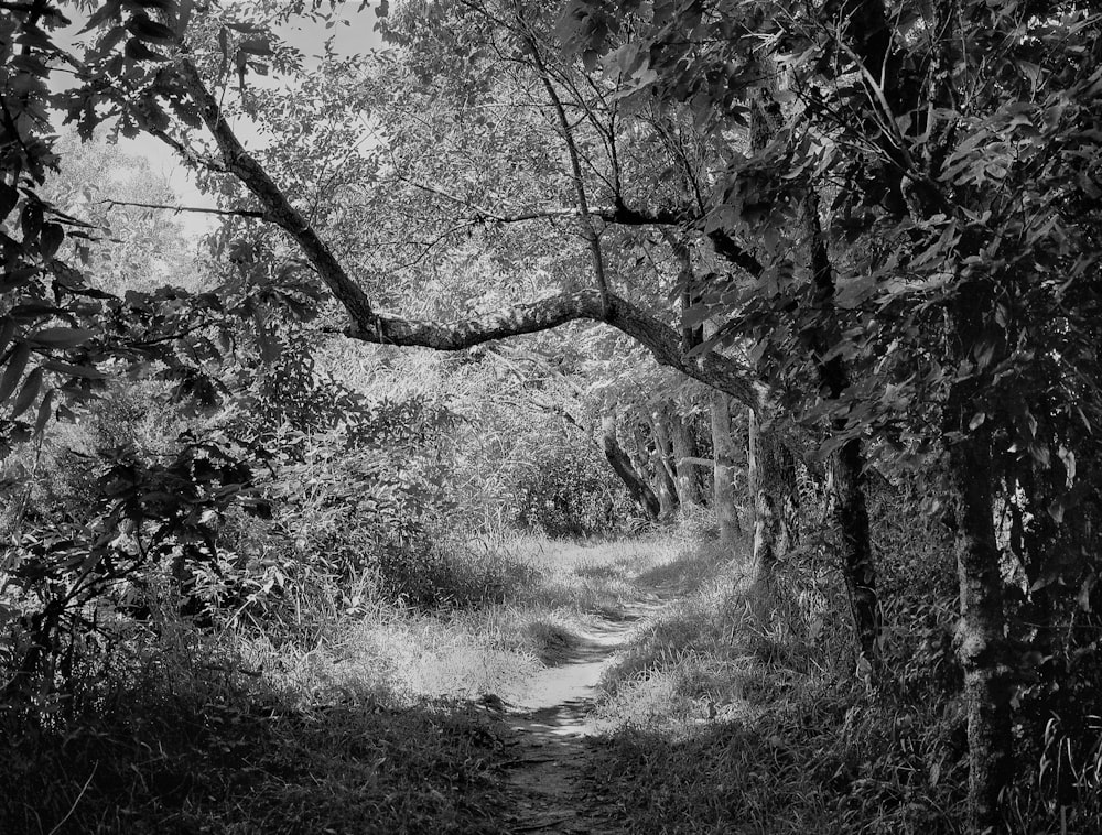 une photo en noir et blanc d’un chemin à travers une forêt