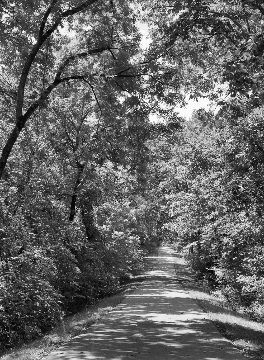 a black and white photo of a tree lined road