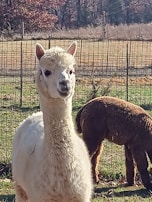 A white alpaca stands in the foreground, gazing directly ahead with a curious expression. Behind it, another brown alpaca grazes with its head down. Both animals are enclosed within a wire fence, and the backdrop features a sunlit field with autumn-colored trees in the distance.