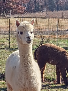 A white alpaca stands in the foreground, gazing directly ahead with a curious expression. Behind it, another brown alpaca grazes with its head down. Both animals are enclosed within a wire fence, and the backdrop features a sunlit field with autumn-colored trees in the distance.