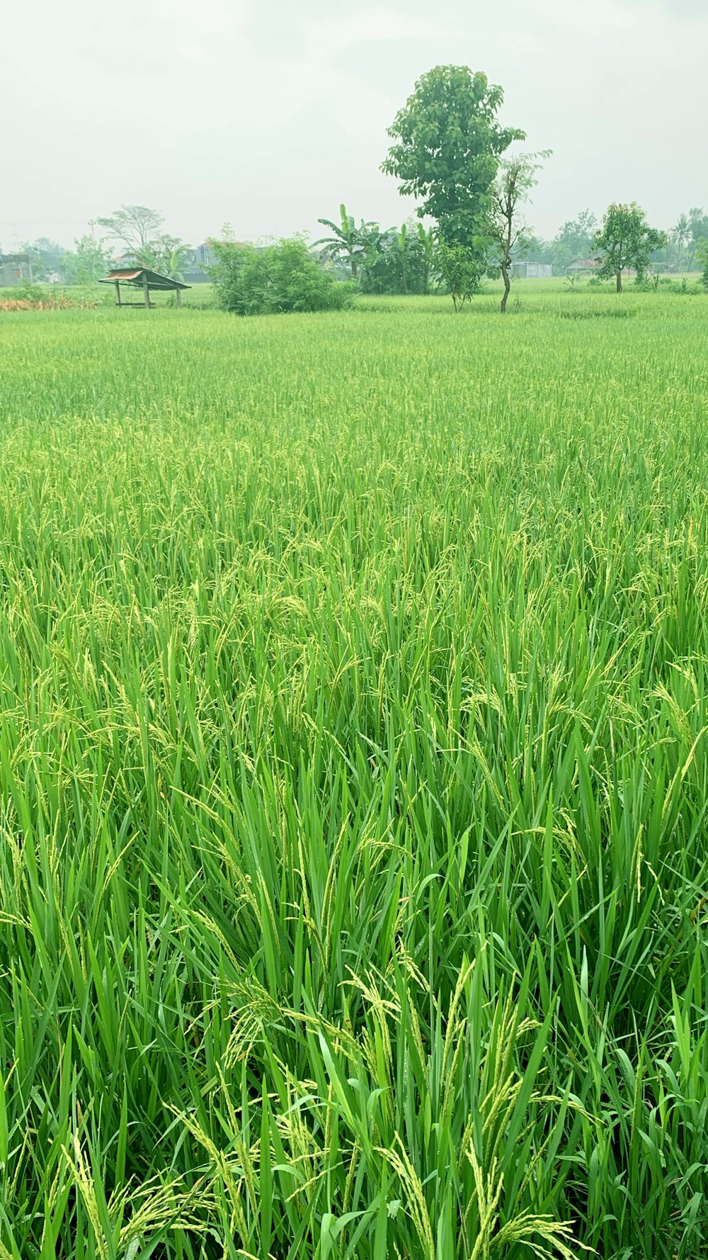 a field of green grass with trees in the background