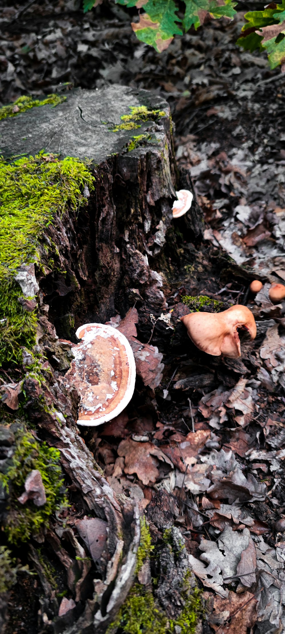 a group of mushrooms sitting on top of a forest floor