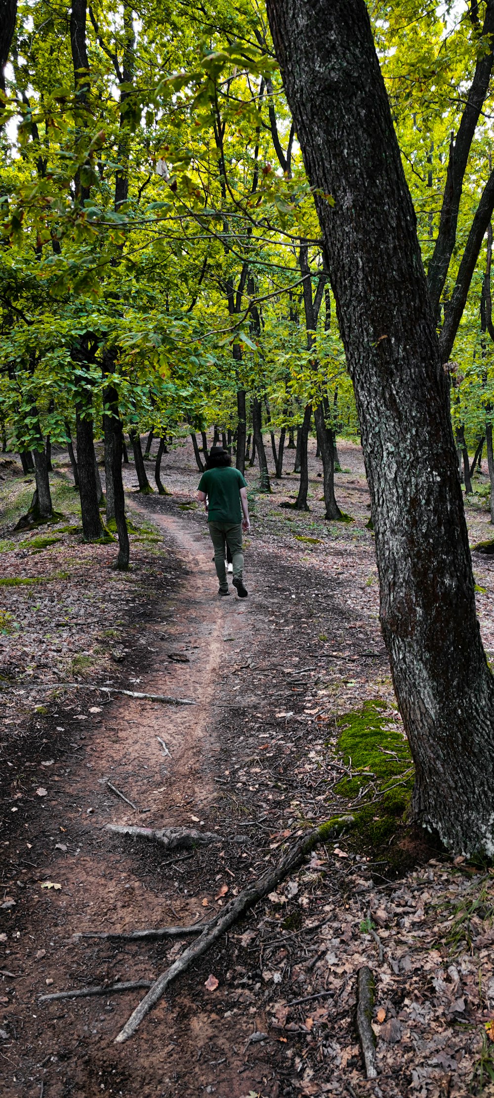 a person walking down a path in the woods