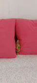 A playful cat dressed in a bright pink dress lounging on a cozy couch