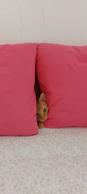 A playful cat in a bright pink handmade dress lounging on a cozy cushion.